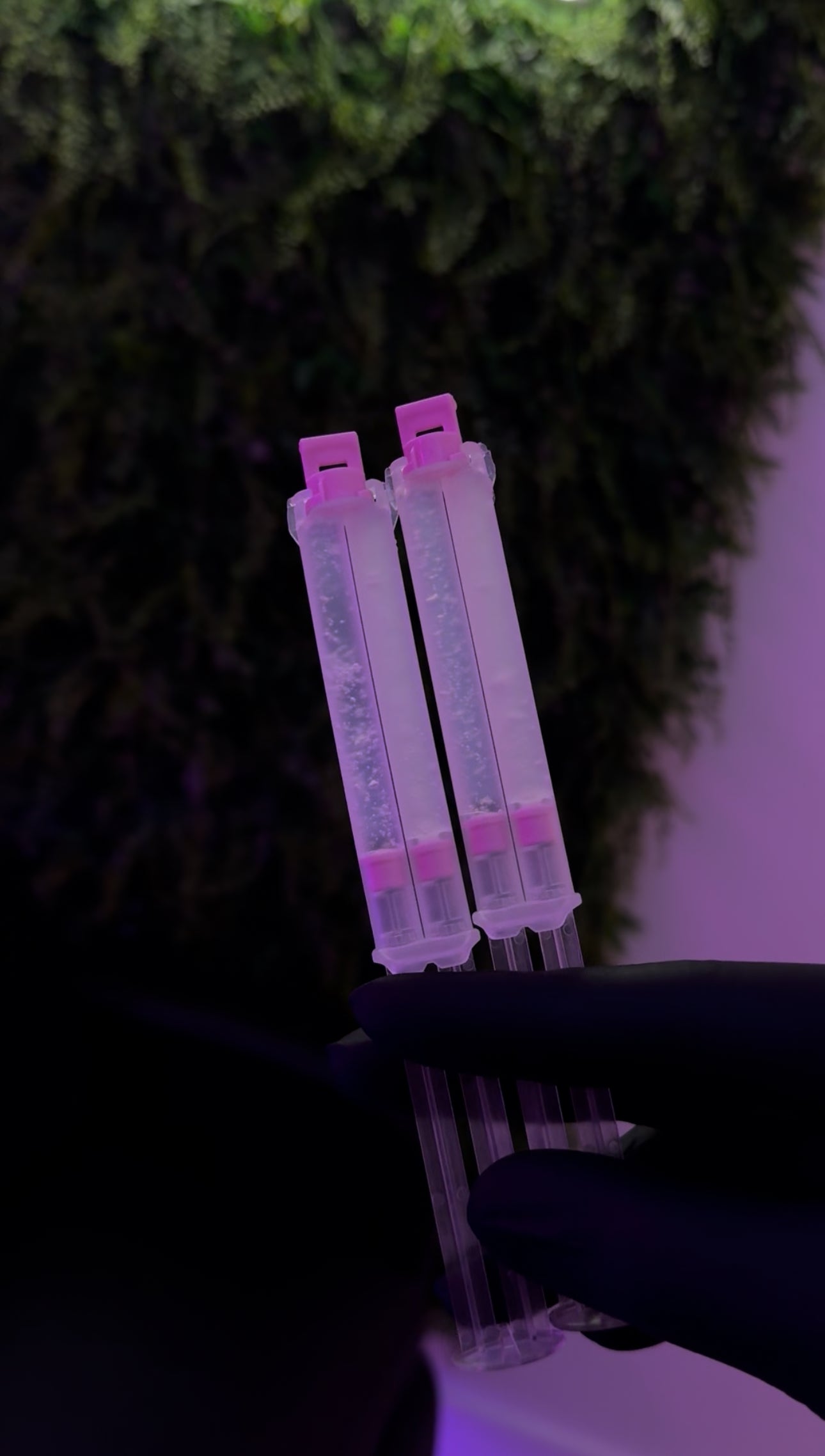 Hollywood Gel – Dual-Action Whitening Formula 5 Pack